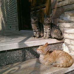 Cats sitting by wall at porch