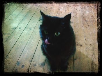 Portrait of cat