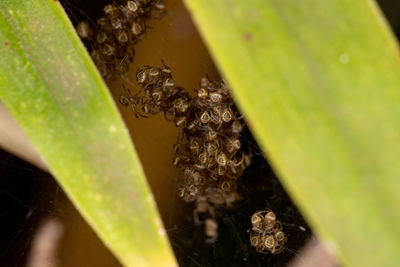 Close-up of insect on leaf