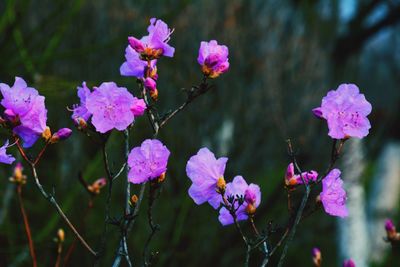 Close-up of pink flowers