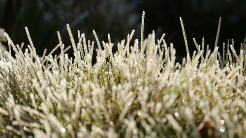 Close-up of plants on field