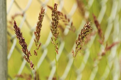 Close-up of crops on field