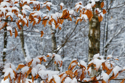 Close up view of a linden branch with autumn leaves in a winter landscape