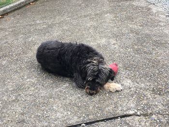 High angle view of dog on street