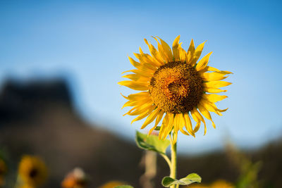 Close-up of sunflower against sky