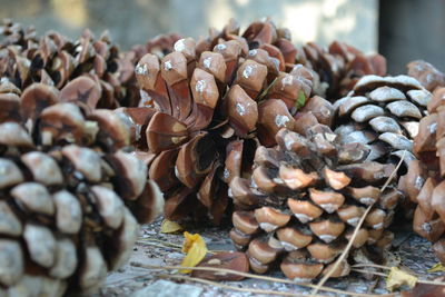 Close-up of stack of firewood