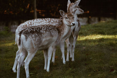 Deer standing in a field