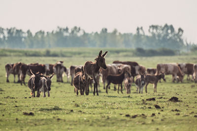 Horses on a field