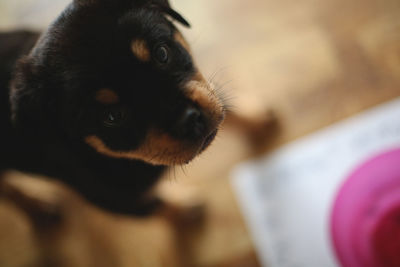 Close-up of dog at home