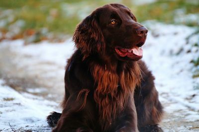 Close-up portrait of dog in water