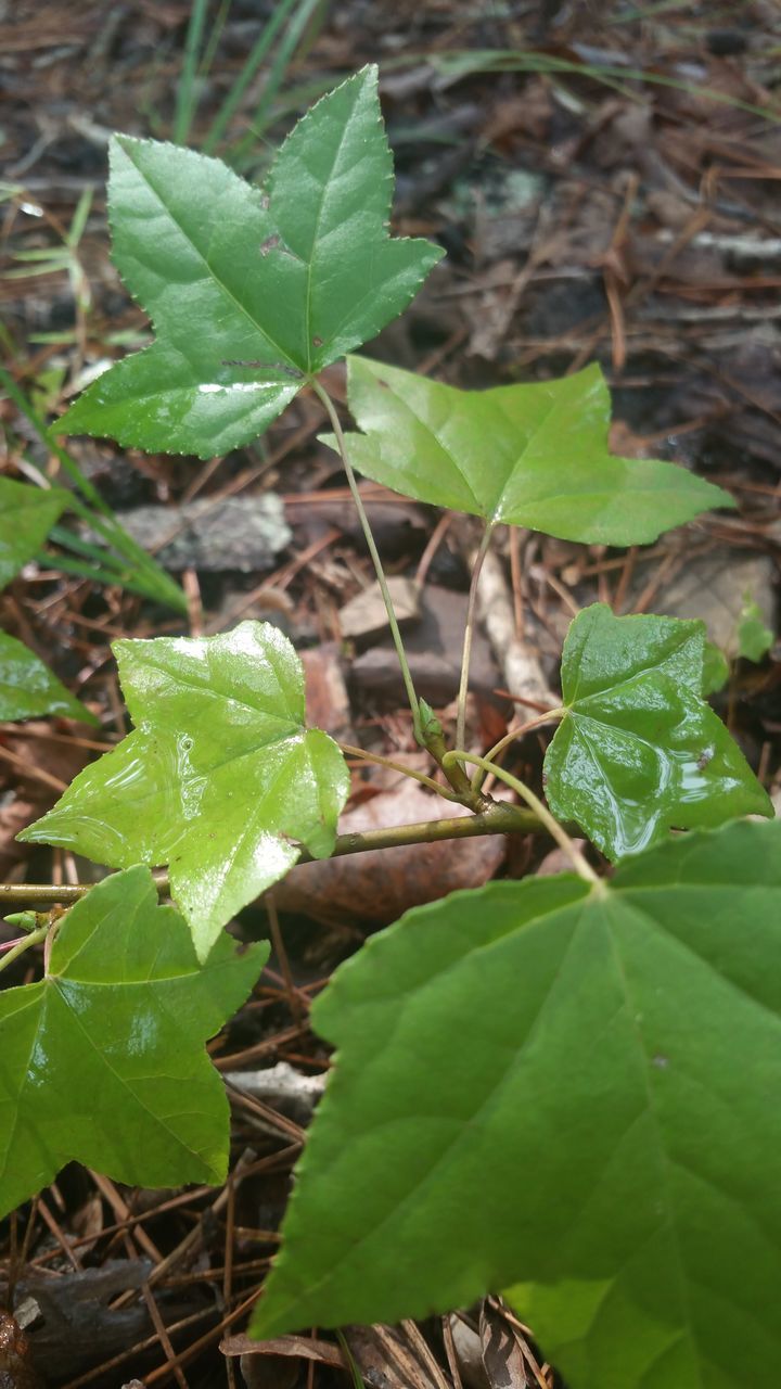 HIGH ANGLE VIEW OF LEAVES ON PLANT IN SUNLIGHT