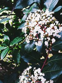 Close-up of fresh hydrangeas blooming on tree