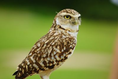 Close-up of owl looking away