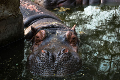 High angle view of hippopotamus swimming in lake