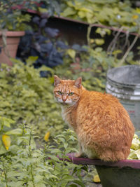 Wild orange cat looking toward the camera with an angry face