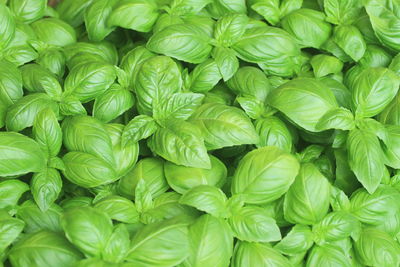 Fresh basil is one of the most popular herbs