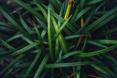 Full frame shot of fresh green plant in field