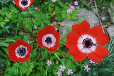 Close-up of red flower