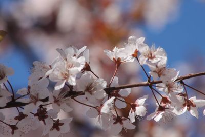 Close-up of cherry blossoms in spring