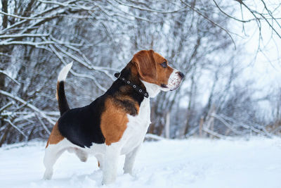 Dog looking away on snow covered tree