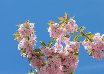 Low angle view of cherry blossoms against clear sky