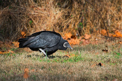 Vulture on ground
