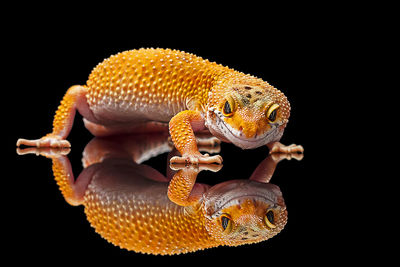 Close-up of crab over black background