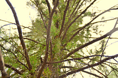 Low angle view of trees