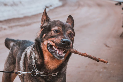 Close-up portrait of a dog
