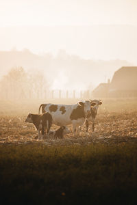 Cows grazing in a field