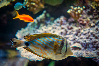 Red sea sailfin tangfish underwater in sea