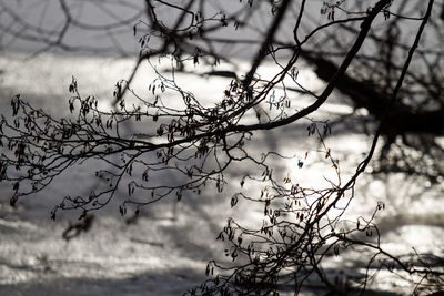 Close-up of bare tree against sky