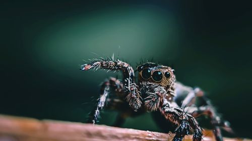 Close-up of spider