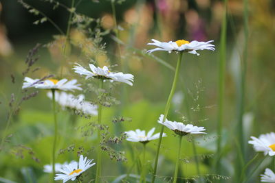 Close-up of white flowering plant