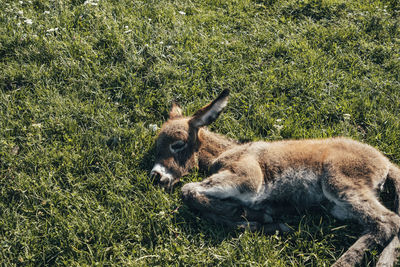 Donkey relaxing on field