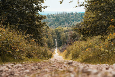 Scenic view of forest during autumn