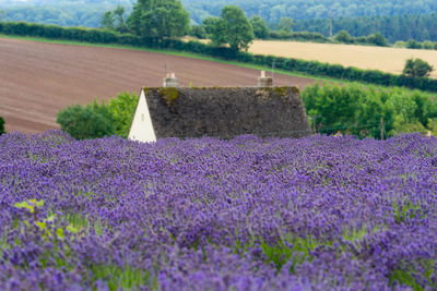 Purple flowering plants on field