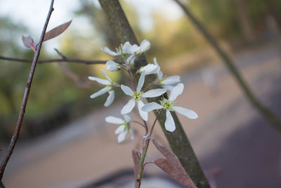 Close-up of white flower growing on tree