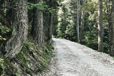 Pine trees in forest