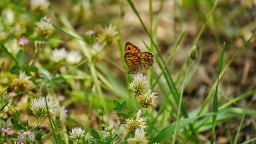 Close-up of butterfly pollinating on flower