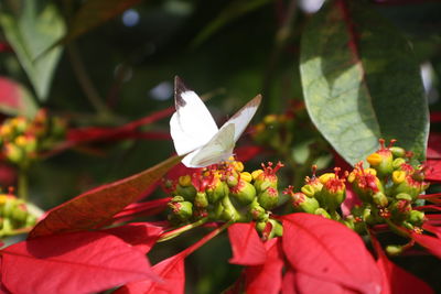 Close-up of flower