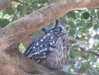 Low angle view of bird perching on tree