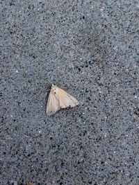 High angle view of butterfly on road