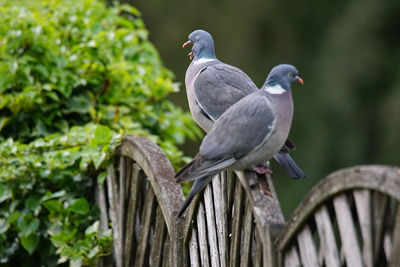 Close-up of bird perching on a tree