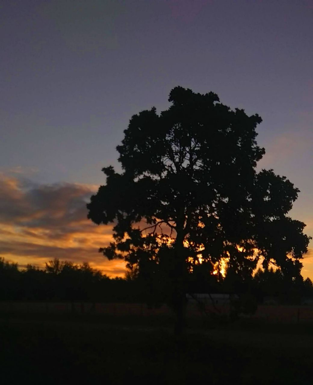 sky, plant, tree, silhouette, sunset, beauty in nature, tranquil scene, scenics - nature, tranquility, nature, field, landscape, no people, environment, land, growth, idyllic, cloud - sky, non-urban scene, outdoors