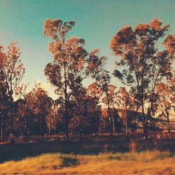 Trees on landscape against sky at sunset