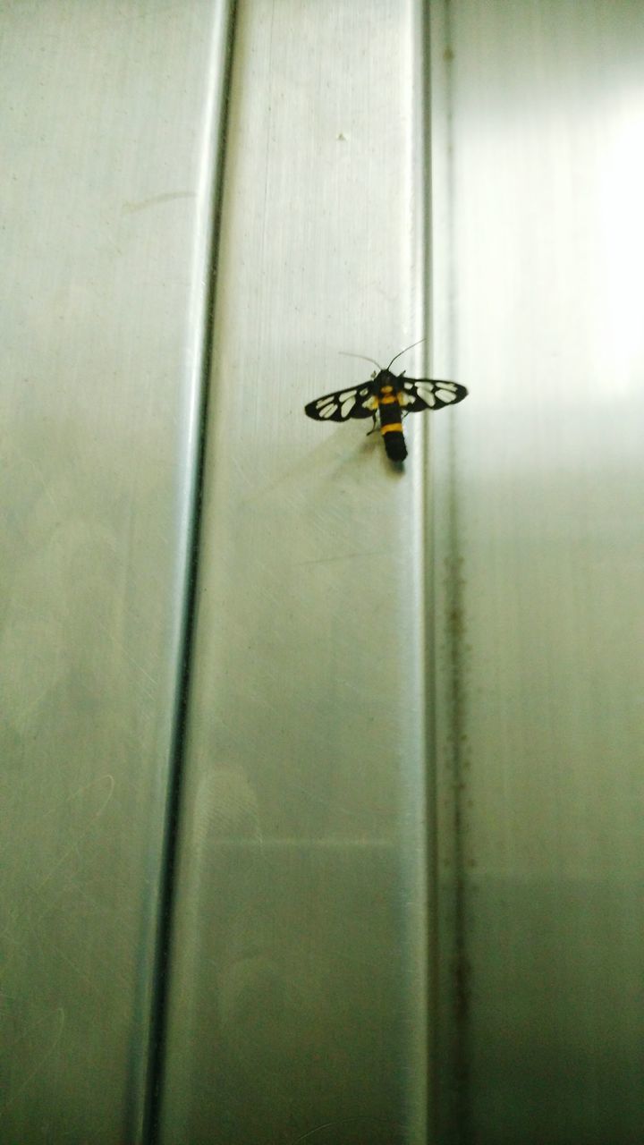 indoors, insect, wall - building feature, one animal, selective focus, close-up, wall, animal themes, no people, door, window, day, built structure, full length, handle, metal, wildlife, wood - material, focus on foreground, architecture