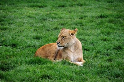 View of a lioness on grass