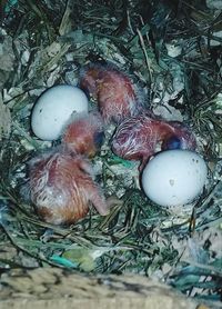 egg