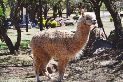 Llama standing in a field